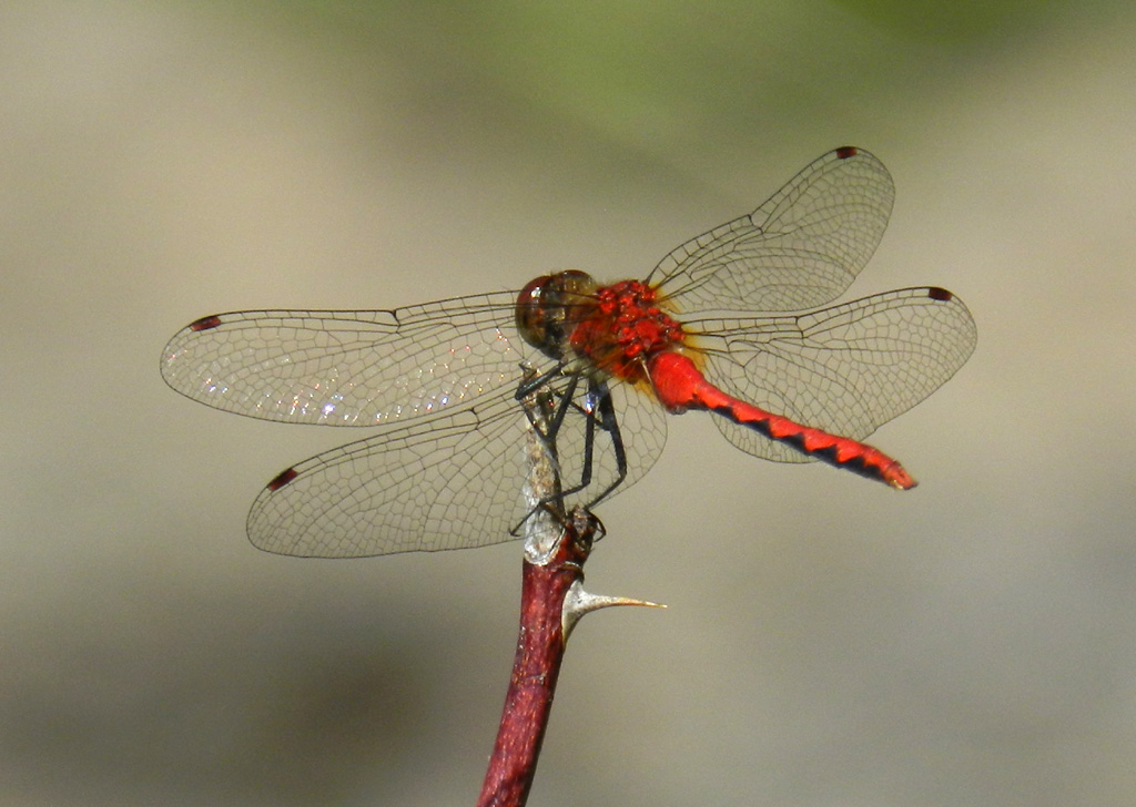 Spokane Pooper Scooper Yard Service (509) 4351103